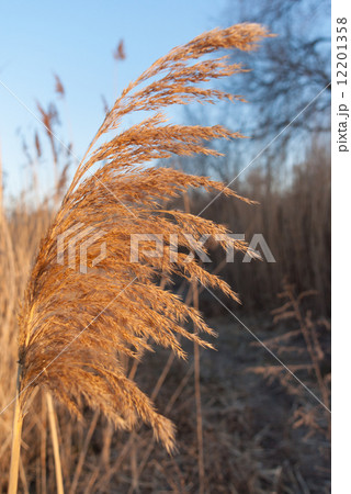 Reed on wind 12201358