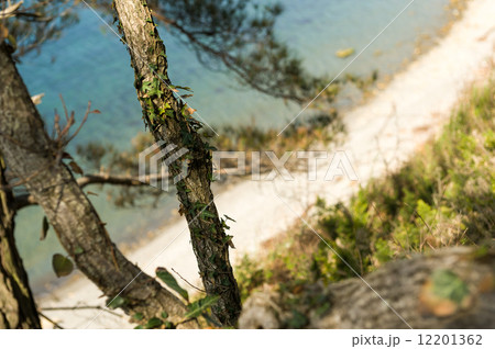 Tree trunks over see 12201362