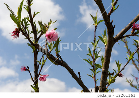 Peach Blossom 12201363