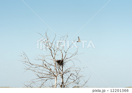 falcon, single bird in flight near nest falcon, single bird in flight near nest 12201366