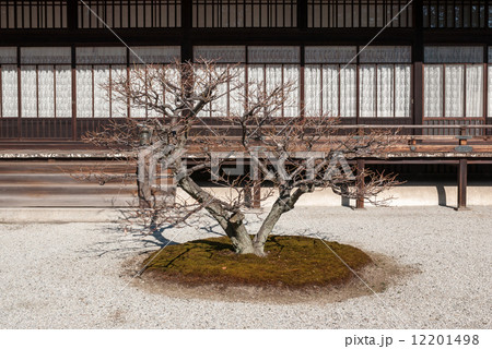 京都大宮御所御常御殿 南庭の白梅 京都大宮御所御常御殿 南庭の白梅 12201498