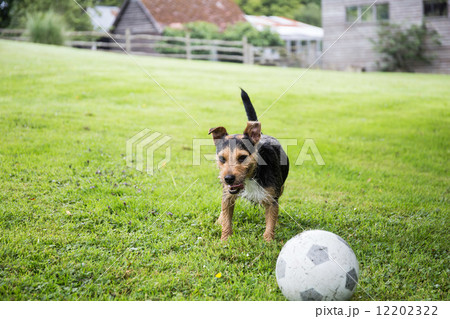 愛犬 12202322