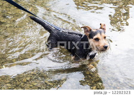 愛犬 12202323