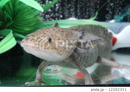 ウーパールーパー 12202351