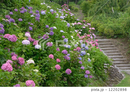 奥山高原 12202898