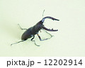 ノコギリクワガタ 12202914
