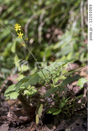 キンミズヒキ 12203069