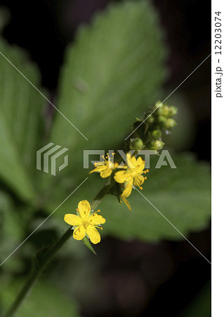 キンミズヒキ 12203074