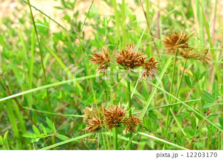 イガガヤツリ 12203170