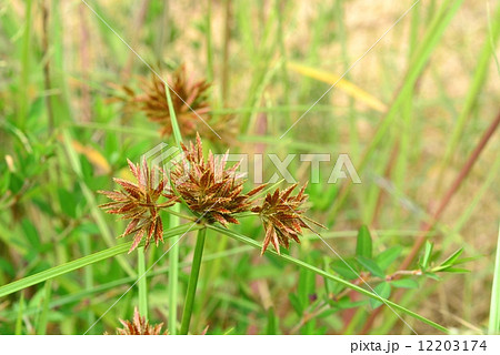 イガガヤツリ 12203174