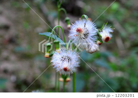 ベニバナボロギク冠毛 12203201