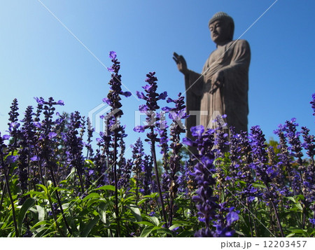 ブルーサルビアと牛久大仏 12203457