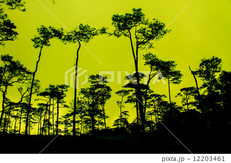 sunset with black pines silhouette sunset with black pines silhouette 12203461