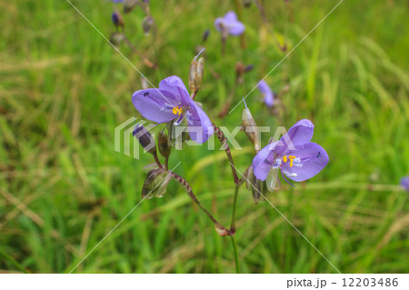 Murdannia giganteum, Thai purple flower and Pine forest 12203486
