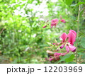 ミヤギノハギ 12203969