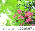 ミヤギノハギ 12203971