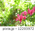 ミヤギノハギ 12203972