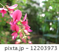 ミヤギノハギ 12203973