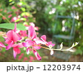 ミヤギノハギ 12203974
