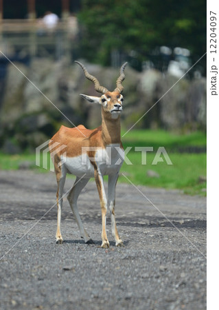 ブラックバック 12204097