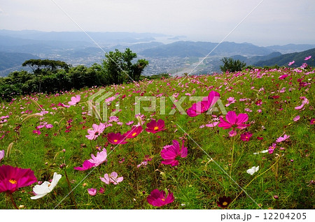 鷲ヶ峰コスモスパーク 12204205