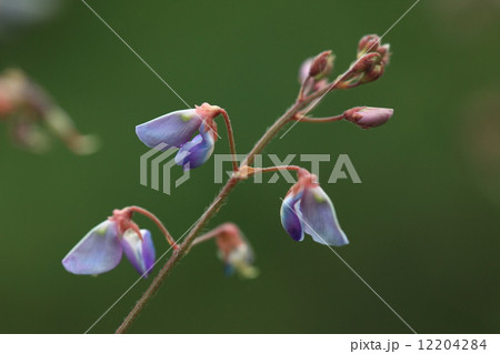 自然　植物　アレチヌスビトハギ、盛りを過ぎて閉じた花は青紫で開花時とは別物に見えます 12204284