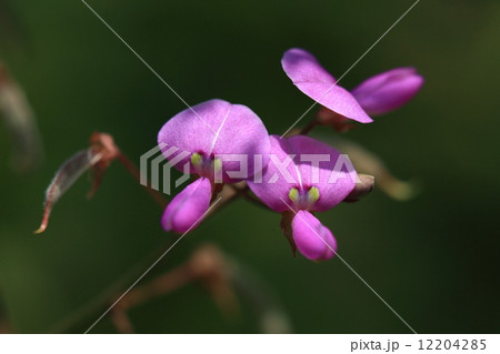 自然　植物　アレチヌスビトハギ、大きな花弁（旗弁）の黄緑の模様が特徴です。花は何となく意地悪そうな顔に見えます 12204285