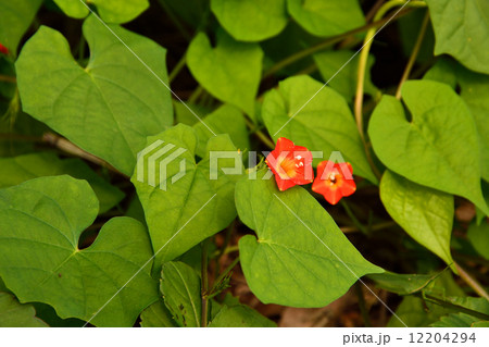 植物・マルバルコウソウ　ヒルガオ科 12204294