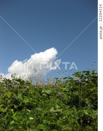 野花と雲と空 野花と雲と空 12204314
