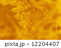 イチョウ　イメージ 12204407