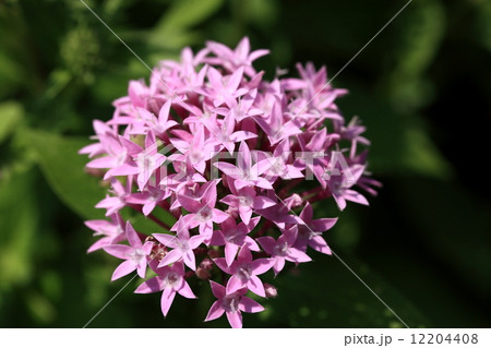 自然 植物 ペンタス、熱帯では普通に植えられているそうです。このまま温暖化が進むと日本でも普通に見られるかも 自然 植物 ペンタス、熱帯では普通に植えられているそうです。このまま温暖化が進むと日本でも普通に見られるかも 12204408