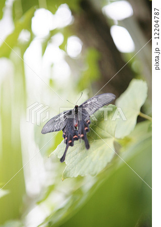 ジャコウアゲハ 12204787