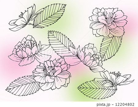 桜 花 春 四月 植物 桃色 花びら 新緑 かわいい 満開 白バック ソメイヨシノ 和 模様 のイラスト素材