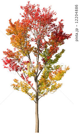 紅葉トウカエデ 12204886
