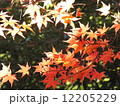 もみじ 12205229