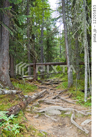 Forest path Forest path 12205855