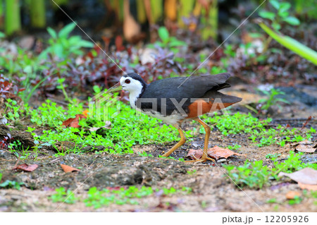 シロハラクイナ 12205926