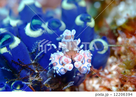 フリソデエビ 12206394