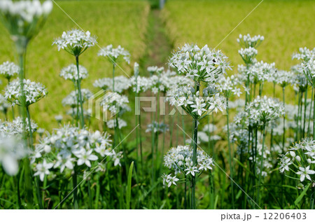 ニラの花と稲穂1 12206403