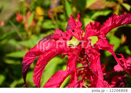 葉鶏頭とアマガエル 葉鶏頭とアマガエル 12206808