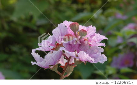 オオバナサルスベリ 12206817