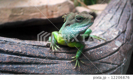 Chameleon  12206876