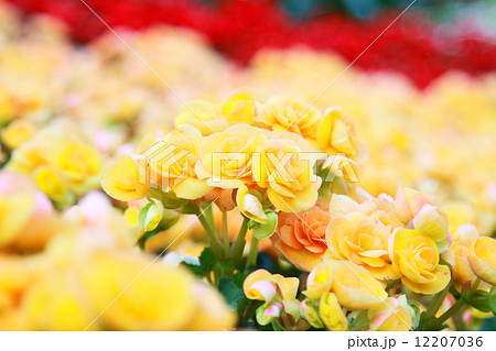 yellow begonias yellow begonias 12207036