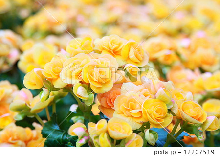 yellow flower begonias 12207519