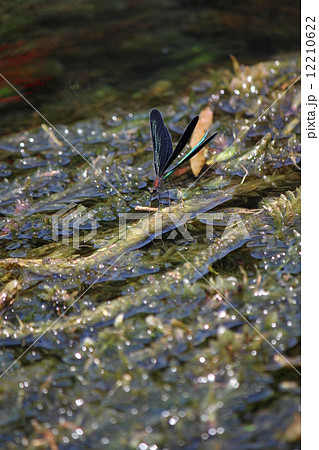 ハグロトンボ 12210622