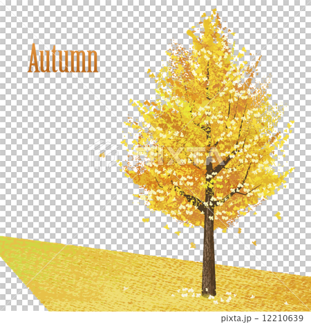 Gingko tree autumn autumn leaves 12210639