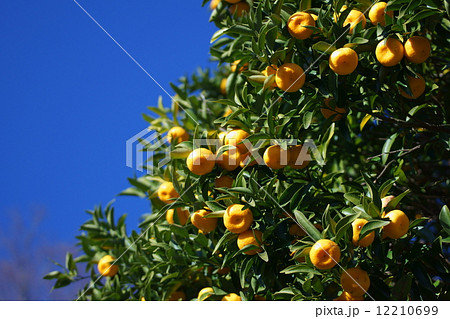 橘 タチバナは蜜柑にそっくり。でも思いっきり酸っぱいです。 橘 タチバナは蜜柑にそっくり。でも思いっきり酸っぱいです。 12210699