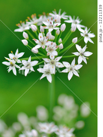 白い花 12211339