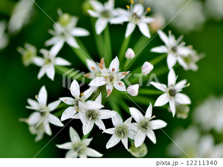 白い花 白い花 12211340