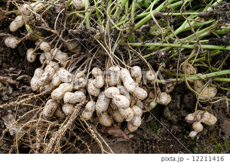 落花生の収穫 落花生 ピーナッツ 落花生の収穫 落花生 ピーナッツ 12211416